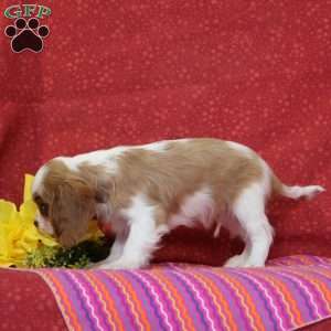 Orange, Cavalier King Charles Spaniel Puppy